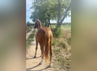 Weitere Ponys/Kleinpferde, Wallach, 9 Jahre, 148 cm, Fuchs