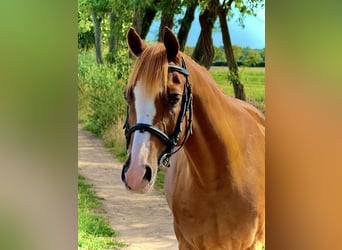 Weitere Ponys/Kleinpferde, Wallach, 9 Jahre, 148 cm, Fuchs