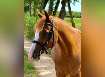 Weitere Ponys/Kleinpferde, Wallach, 9 Jahre, 148 cm, Fuchs