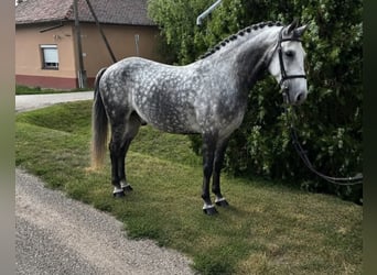 Weitere Ponys/Kleinpferde Mix, Wallach, 9 Jahre, 150 cm, Apfelschimmel
