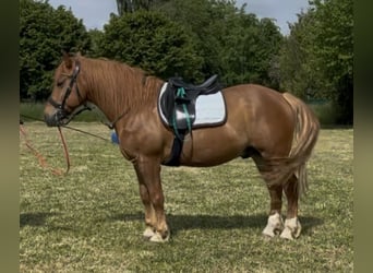 Weitere Ponys/Kleinpferde, Wallach, 9 Jahre, 150 cm, Fuchs