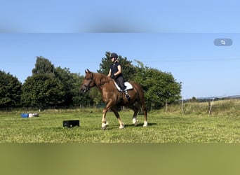 Weitere Ponys/Kleinpferde, Wallach, 9 Jahre, 150 cm, Fuchs