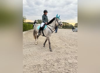 Weitere Ponys/Kleinpferde, Wallach, 9 Jahre, 152 cm, Schimmel