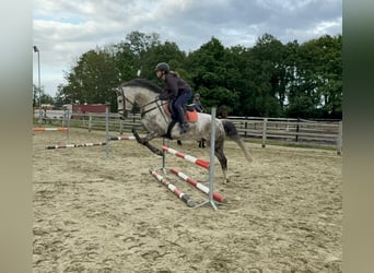 Weitere Ponys/Kleinpferde, Wallach, 9 Jahre, 152 cm, Schimmel