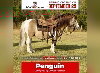 Weitere Ponys/Kleinpferde, Wallach, 9 Jahre, 84 cm, Schecke