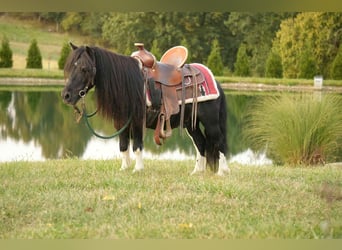 Weitere Ponys/Kleinpferde, Wallach, 9 Jahre, 86 cm, Schecke