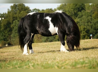 Weitere Ponys/Kleinpferde, Wallach, 9 Jahre, 86 cm, Schecke