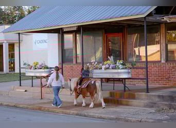Weitere Ponys/Kleinpferde, Wallach, 9 Jahre, 86 cm, Schecke