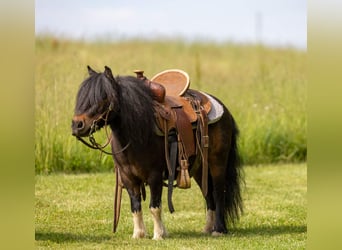 Weitere Ponys/Kleinpferde, Wallach, 9 Jahre, 89 cm, Rotbrauner