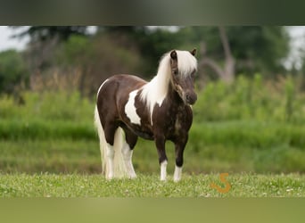 Weitere Ponys/Kleinpferde, Wallach, 9 Jahre, 89 cm