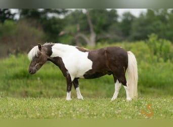 Weitere Ponys/Kleinpferde, Wallach, 9 Jahre, 89 cm