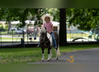 Weitere Ponys/Kleinpferde, Wallach, 9 Jahre, 89 cm
