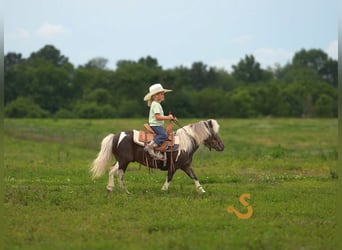 Weitere Ponys/Kleinpferde, Wallach, 9 Jahre, 89 cm