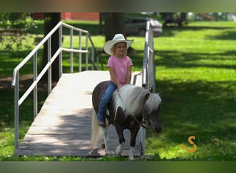 Weitere Ponys/Kleinpferde, Wallach, 9 Jahre, 89 cm
