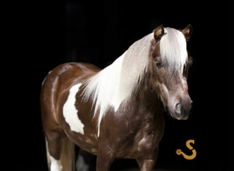 Weitere Ponys/Kleinpferde, Wallach, 9 Jahre, 89 cm