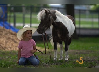 Weitere Ponys/Kleinpferde, Wallach, 9 Jahre, 89 cm