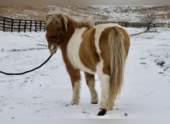 Weitere Ponys/Kleinpferde, Wallach, 9 Jahre, 99 cm, Brauner