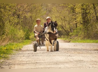 Weitere Ponys/Kleinpferde, Wallach, 9 Jahre, 99 cm