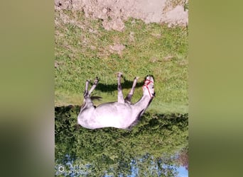 Weitere Vollblüter, Hengst, 7 Jahre, 165 cm, Schimmel