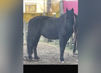 Weitere Vollblüter, Stute, 10 Jahre, 155 cm, Rappe
