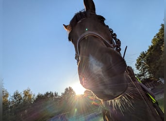 Weitere Vollblüter Mix, Stute, 11 Jahre, 160 cm