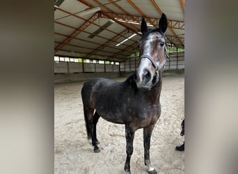 Weitere Vollblüter, Stute, 12 Jahre, 160 cm, Kann Schimmel werden