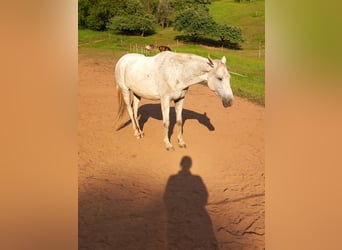 Weitere Vollblüter, Stute, 14 Jahre, 161 cm, Fliegenschimmel