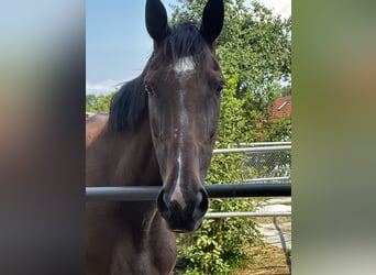 Weitere Vollblüter, Stute, 17 Jahre, 170 cm, Dunkelbrauner