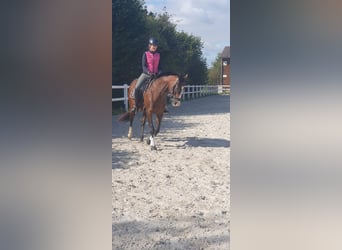 Weitere Vollblüter, Stute, 19 Jahre, 164 cm, Dunkelbrauner