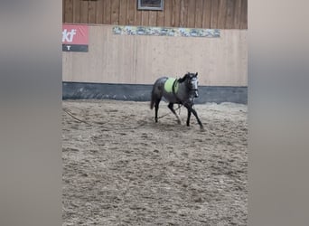 Weitere Vollblüter, Stute, 3 Jahre, 158 cm, Blauschimmel