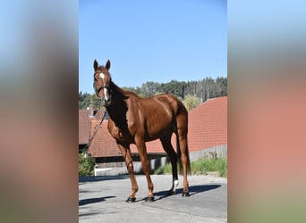 Weitere Vollblüter, Stute, 3 Jahre, 160 cm, Fuchs