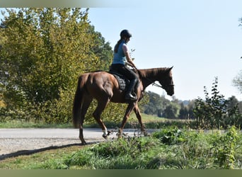 Weitere Vollblüter, Stute, 3 Jahre, 160 cm, Fuchs