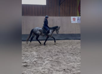 Weitere Vollblüter, Stute, 4 Jahre, 158 cm, Blauschimmel