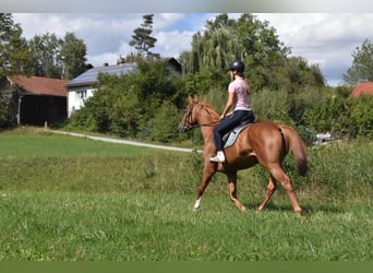Weitere Vollblüter, Stute, 4 Jahre, 158 cm, Fuchs