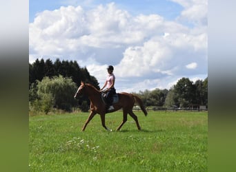 Weitere Vollblüter, Stute, 4 Jahre, 158 cm, Fuchs