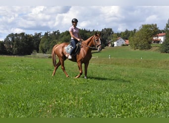 Weitere Vollblüter, Stute, 4 Jahre, 158 cm, Fuchs