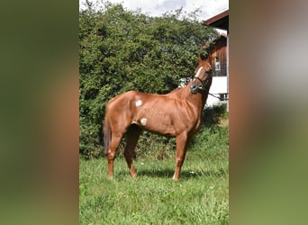 Weitere Vollblüter, Stute, 4 Jahre, 158 cm, Fuchs