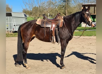 Weitere Vollblüter Mix, Stute, 4 Jahre, 160 cm, Brauner