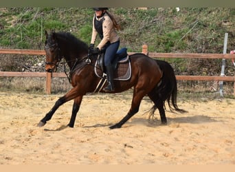 Weitere Vollblüter, Stute, 6 Jahre, 162 cm
