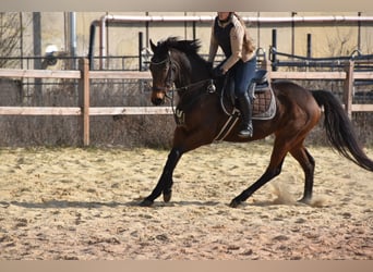 Weitere Vollblüter, Stute, 6 Jahre, 162 cm