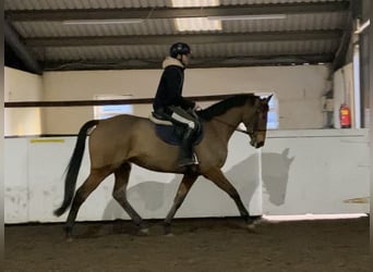 Weitere Vollblüter Mix, Stute, 6 Jahre, 168 cm, Brauner