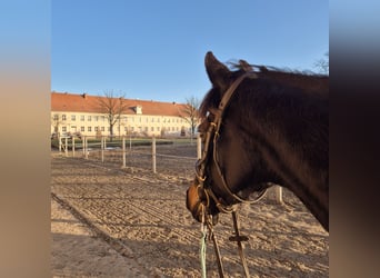 Weitere Vollblüter, Stute, 8 Jahre, 155 cm, Schwarzbrauner