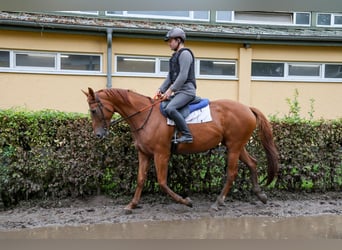 Weitere Vollblüter Mix, Stute, 8 Jahre