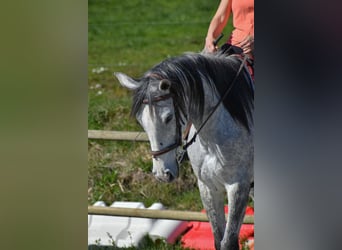 Weitere Vollblüter, Stute, 9 Jahre, 160 cm, Schimmel