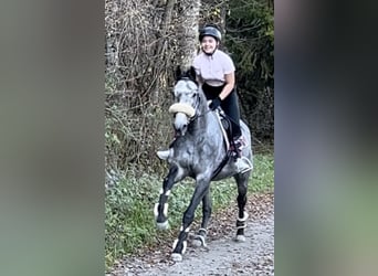 Weitere Vollblüter, Stute, 9 Jahre, 160 cm, Schimmel