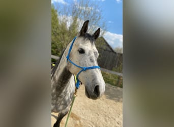Weitere Vollblüter Mix, Wallach, 10 Jahre, 160 cm, Apfelschimmel