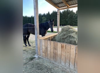 Weitere Vollblüter, Wallach, 10 Jahre, 160 cm, Rappe