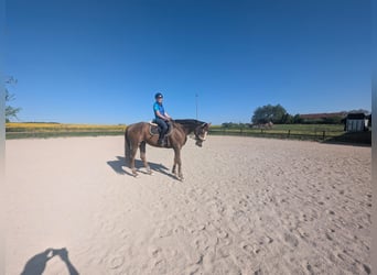 Weitere Vollblüter, Wallach, 10 Jahre, 165 cm, Dunkelfuchs