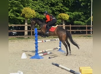 Weitere Vollblüter, Wallach, 10 Jahre, 180 cm, Dunkelbrauner