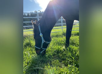Weitere Vollblüter, Wallach, 11 Jahre, 160 cm, Rappe